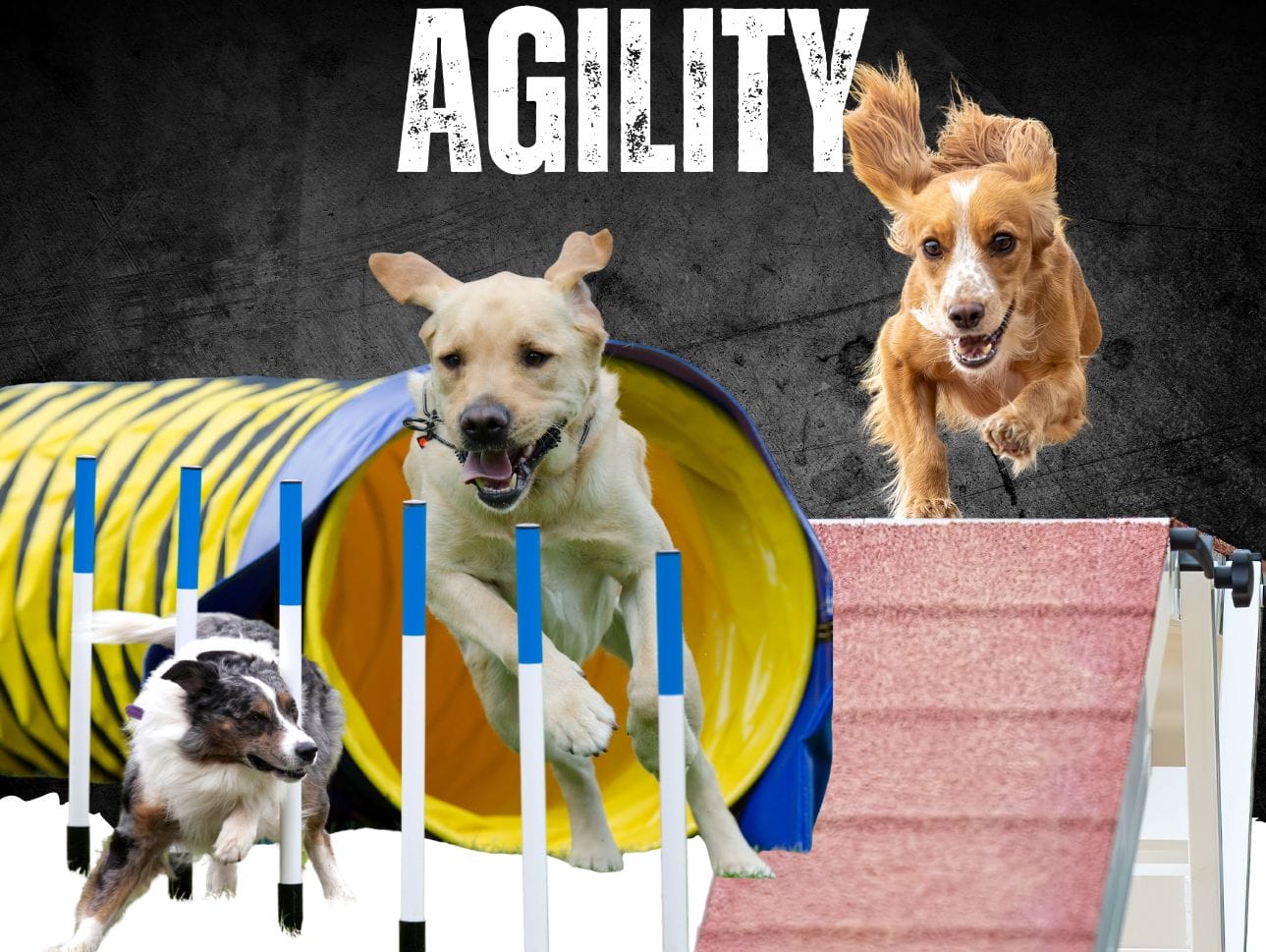 Agility