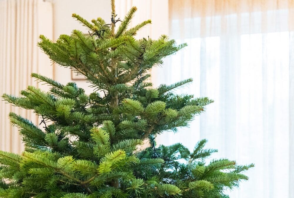 Ne jetez pas vos sapins!